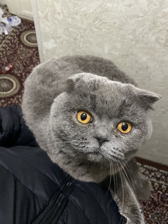 Mushuk sotiladi holati yaxshi semizgina — 1