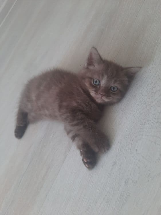 Продаются породстые котята скотиш страйт — 1