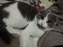 Scottish fold mushugi
