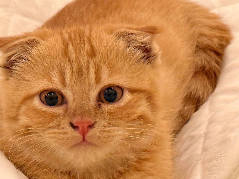Скотиш фолд сотилади — 1