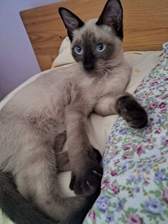 Продаётся Сиамский котик — 1