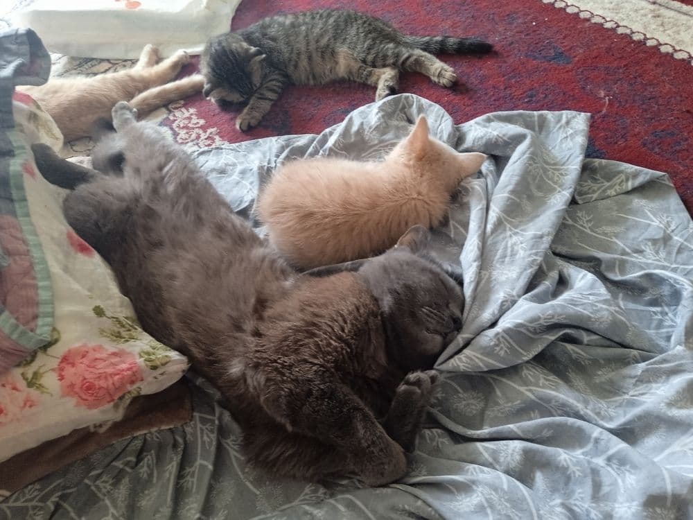 котята скотиш фолд продаются — 1