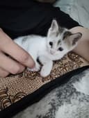 Mushuk bolasi sotiladi