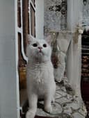 Scottish fold va shinshila o'g'ilchasi