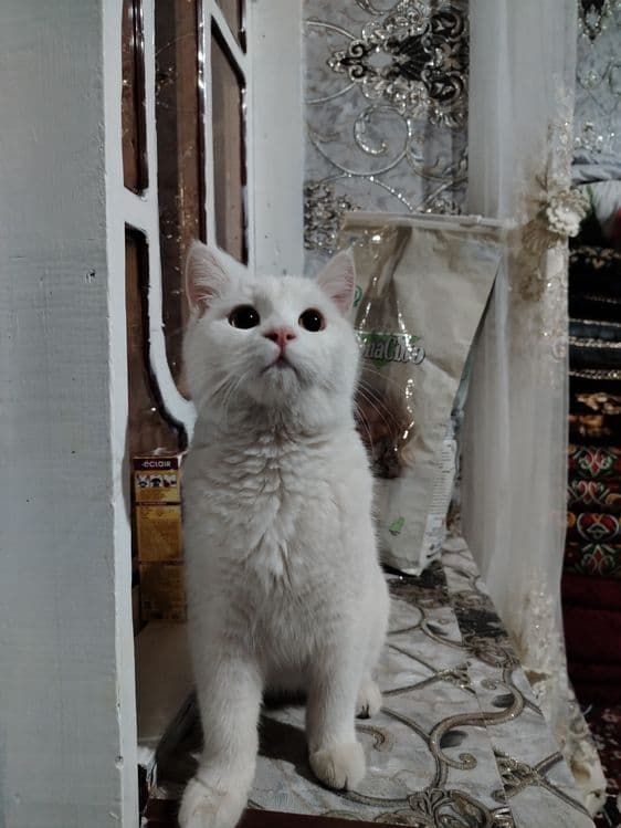 Scottish fold va shinshila o'g'ilchasi — 1