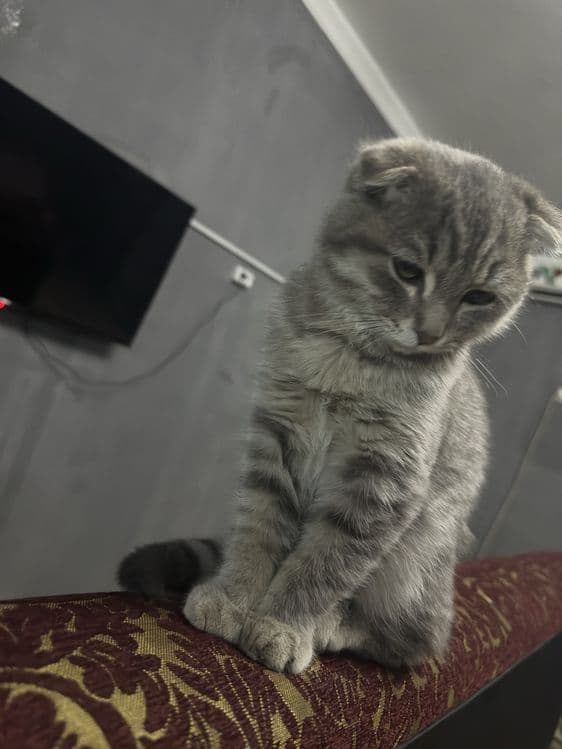 mushuk sotiladi damashni mushuk koshka — 1
