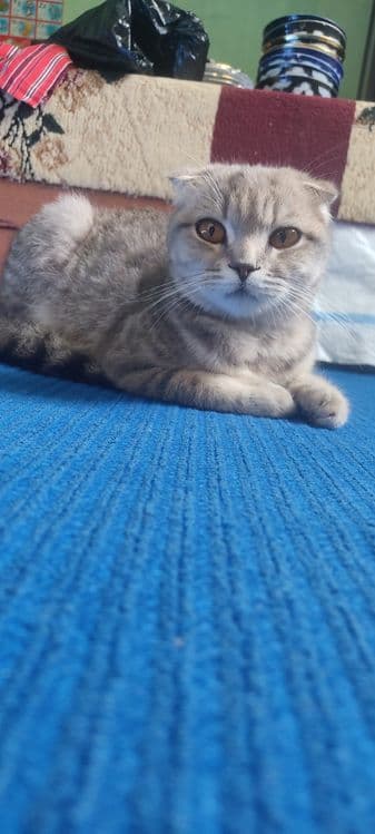 Скоттиш фолд сотилади — 1