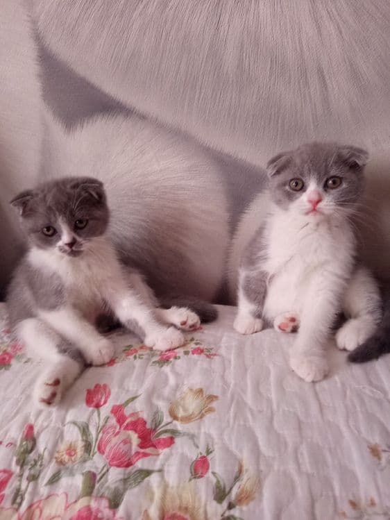 Продаётся котята — 1