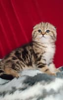 мальчик скоттиш фолд золотая шиншилла мраморная