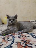 Британские котята