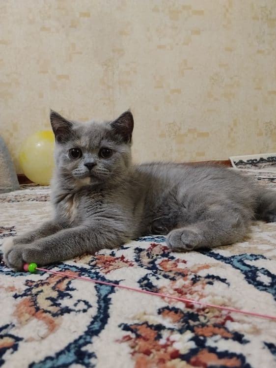 Британские котята — 1