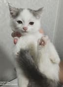 Продаётся котёнок (девочка)