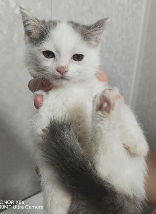 Продаётся котёнок (девочка) — 1