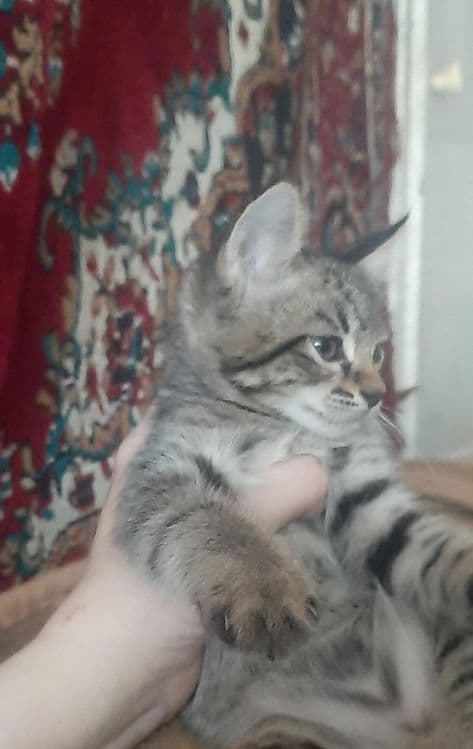 Котята в заботливые руки — 1