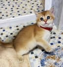Тозза зотли британ мушукчалар
