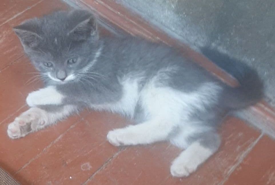 Мушукчалар - Котята — 1
