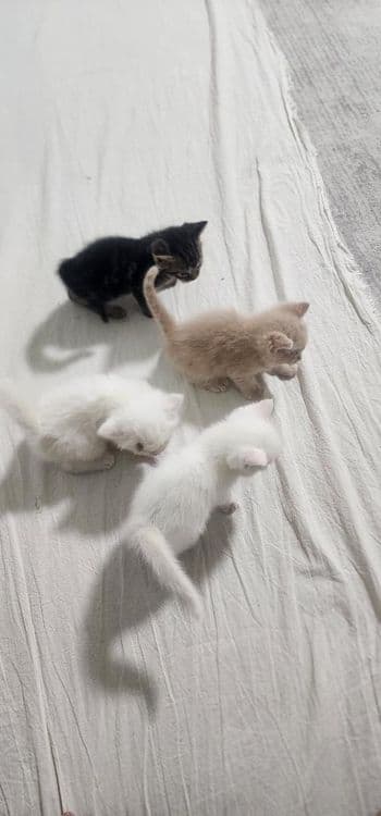 Котята породистые — 1