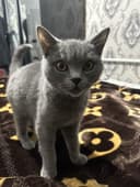 Скотиш страйт сотилади кизбола тоза
