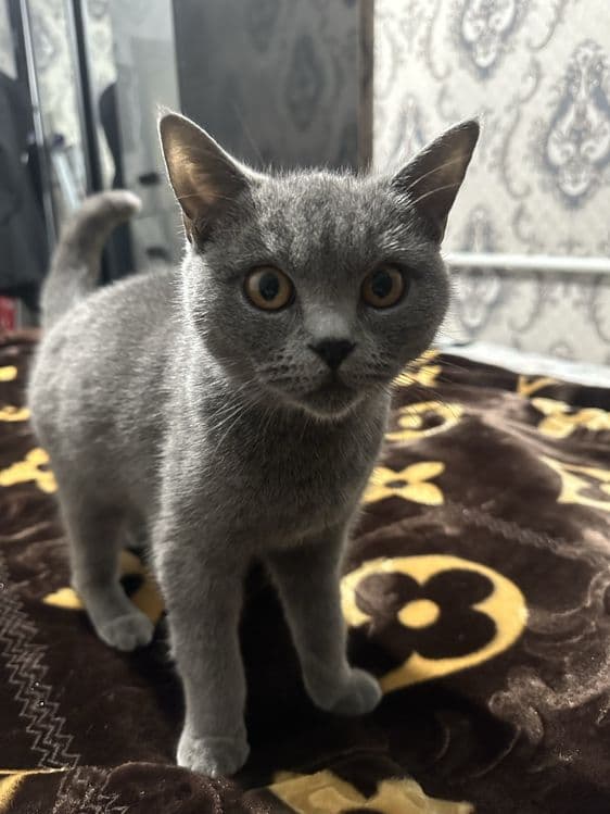 Скотиш страйт сотилади кизбола тоза — 1