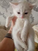 Продаются Котята