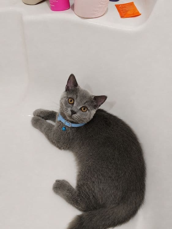 Кот 4 месяца Британский — 1