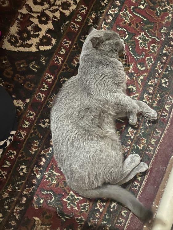 Uy mushugi oynashni yaxshi korad — 1