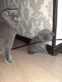 Котята шотландский вислоухий и шиншиллы