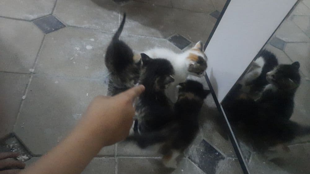 Котята на продажу — 1