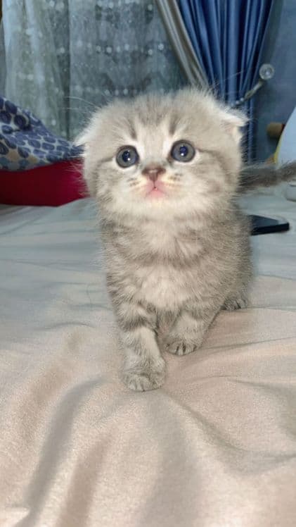 Мушук скоттишфолд — 1