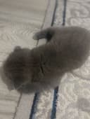 Qiz bola 1 yarim oylik Scottish Fold. narxi 100$.