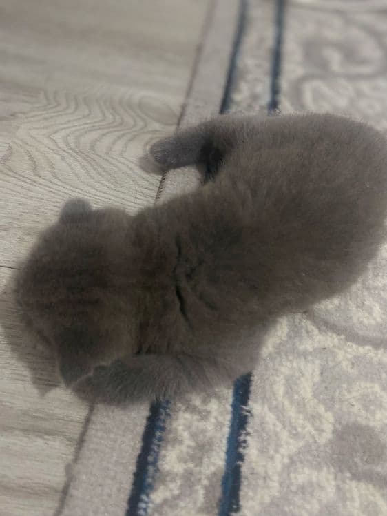Qiz bola 1 yarim oylik Scottish Fold. narxi 100$. — 1