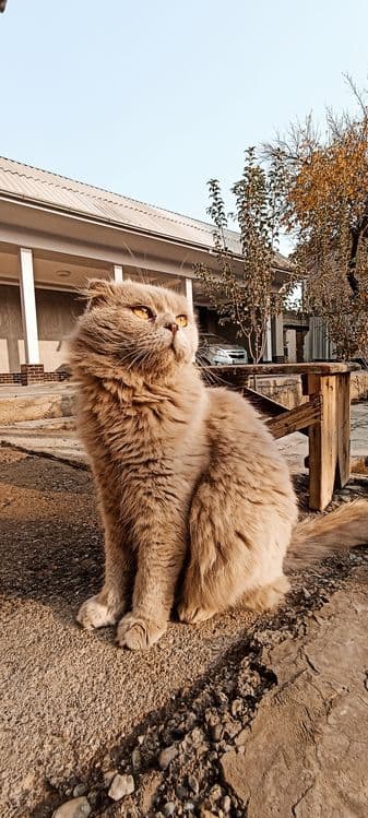 Скоттиш фолд тоза зотли — 1