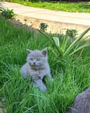 Scottish Fold mushukchalar