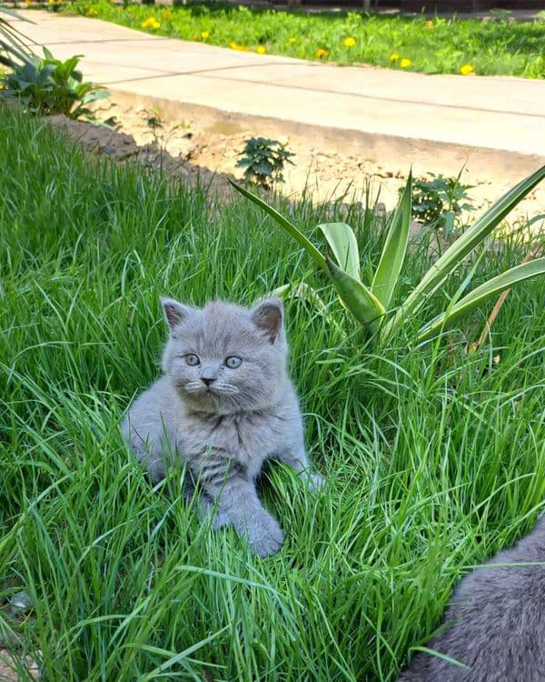 Scottish Fold mushukchalar — 1