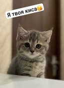 Продаю срочно в хорошие руки