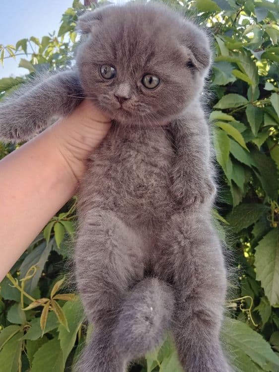 Шотландские котята — 1