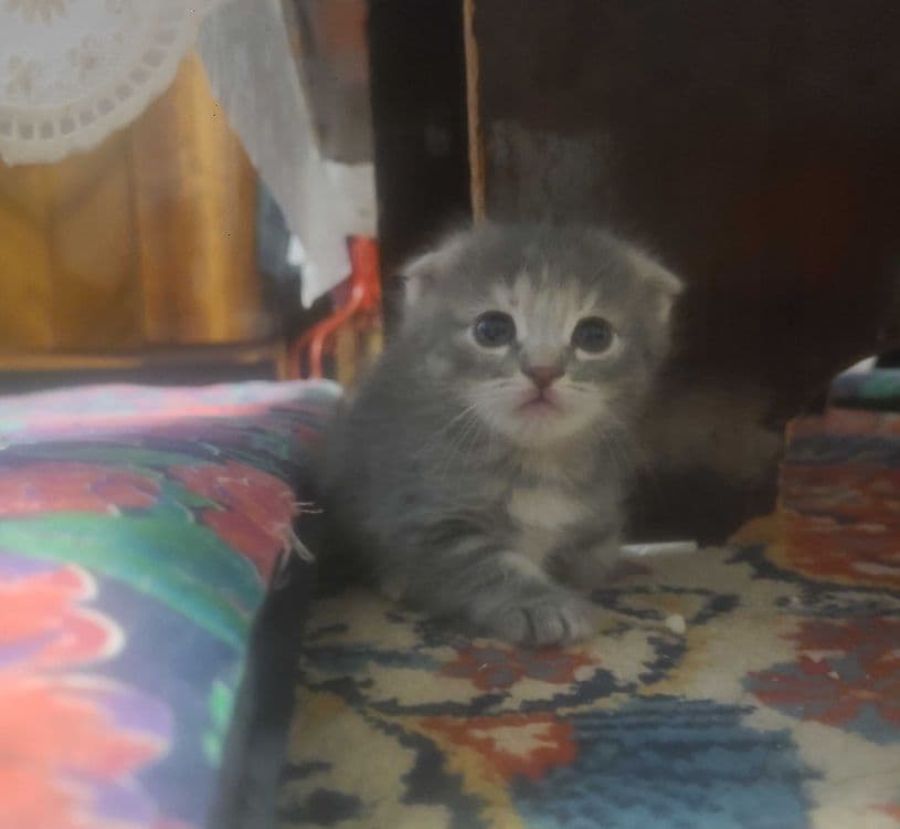 шотландская веслоухая котята — 1