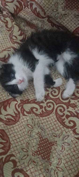 Котенок в добрые, ответственные руки — 1