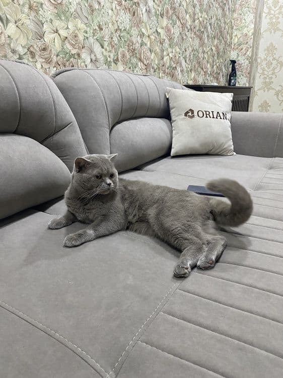 Продается британский кот — 1