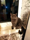 Британская кошка