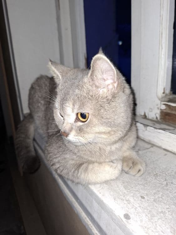 Zotli mushuk oʻg'ilbola 1 yosh — 1
