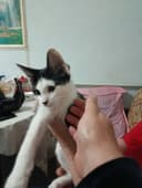 Пристраивается котёнок в добрые, ответственные руки