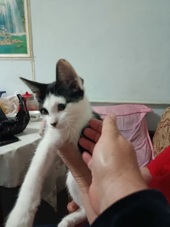 Пристраивается котёнок в добрые, ответственные руки — 1