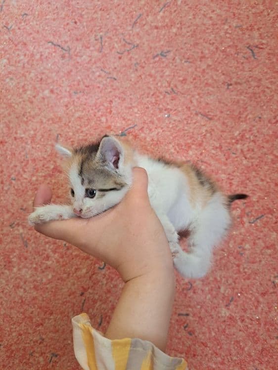 Мушук 1 ярим ойлик 3та бор — 1