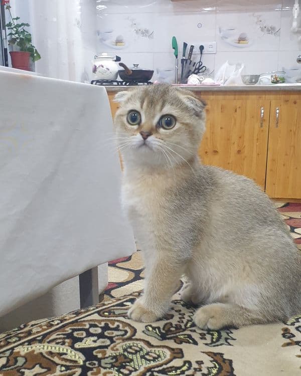 шиншилла котёнок, шиншила 1та киз бола мушукча колди — 1