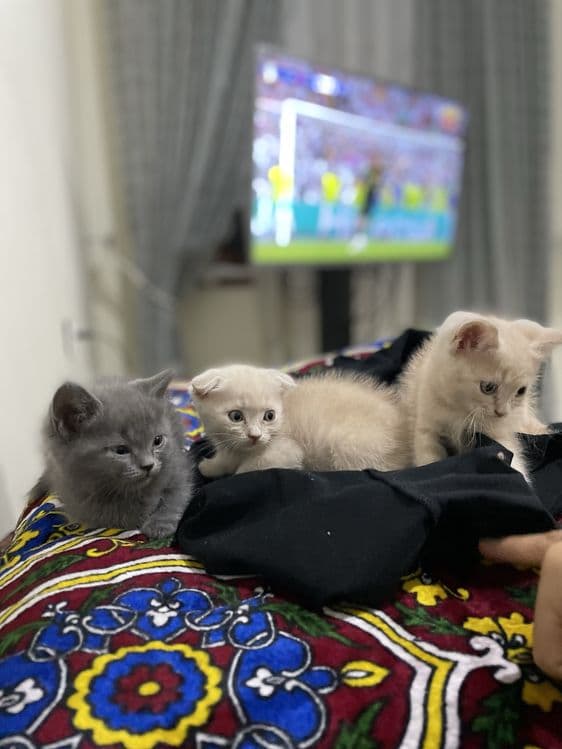 Скотиш фолд & Скотиш страйт — 1