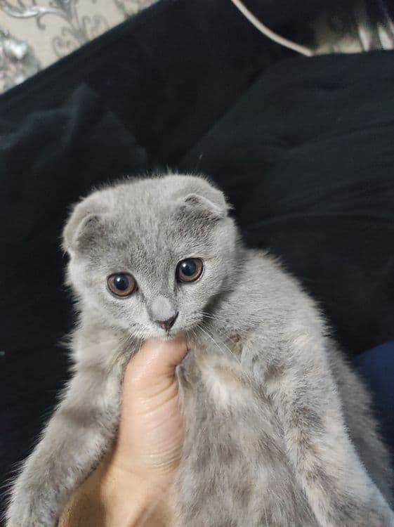 Scottish fold очень активная — 1