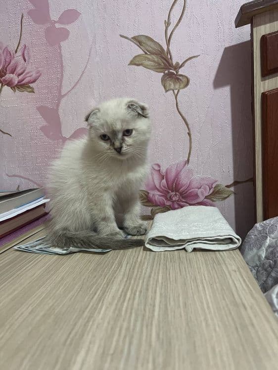 Mushuk sotiladi. Scottish fold chinchilla zotiga mansub. — 1