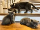 Скоттиш страйт мушукчалари сотилади