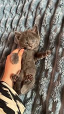 Продаются котята